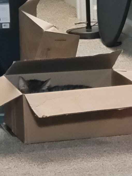 Guess who's in the box?! https://t.co/8fsGuwdINE<a href="/tag/caturday"class="tags"><span>#caturday</span></a>