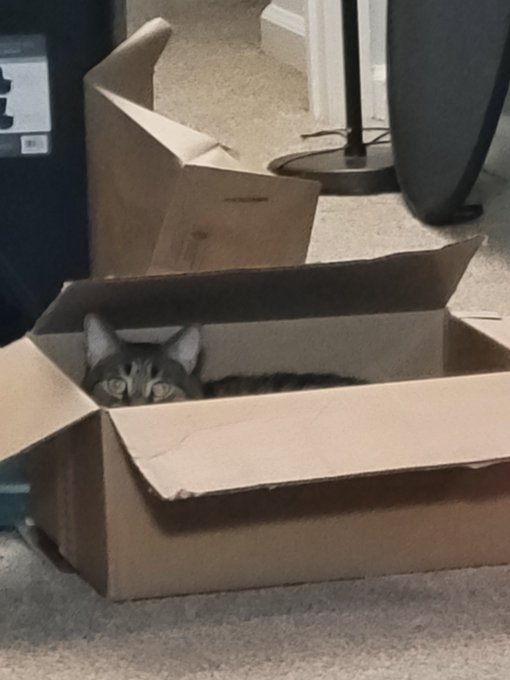 Guess who's in the box?! https://t.co/8fsGuwdINE<a href="/tag/caturday"class="tags"><span>#caturday</span></a>