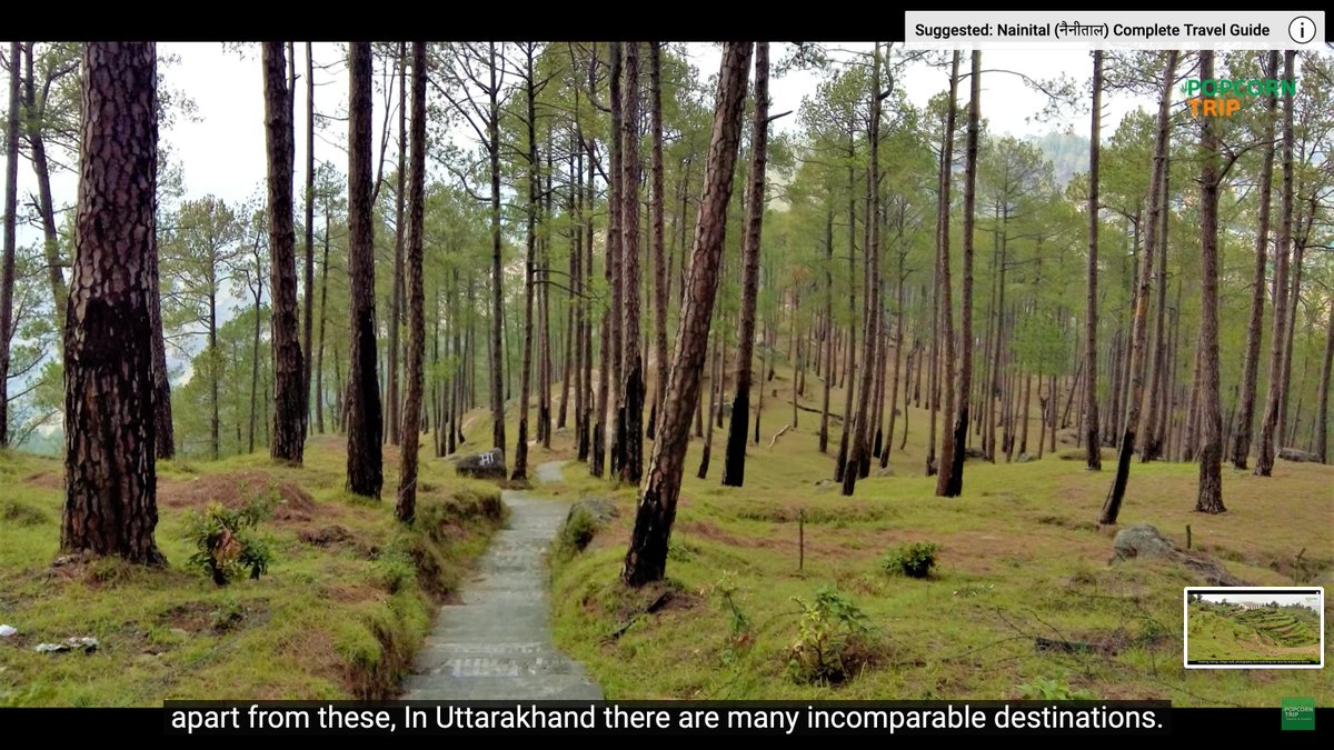 Pine Forest
#PineTrees #PineForest #Forest #PopcornTrip #PineTree #Jungle #Nature #Greenery #Climate #SaveTrees #PopcornTripVideos #Uttarakhand #Himanchal #JunglePath #Trekking #JungleTrek #TrekinaForest #ForestTrek #JungleWalk #Hiking #FreshNature #FreshEnvironment