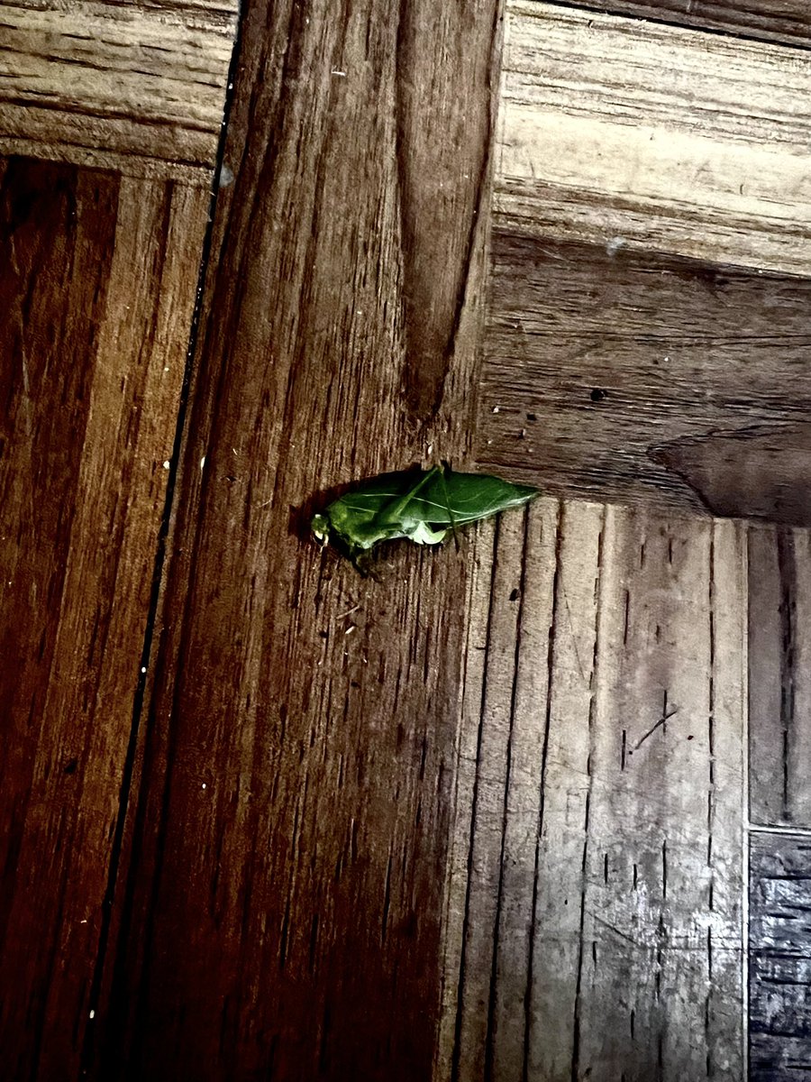 Tobar_1997's tweet image. #deadbug looks like a leaf