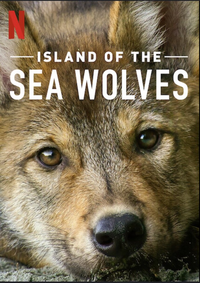 lucietherrien's tweet photo. Highly recommend this beautiful documentary, on Netflix, about the wildlife of Vancouver island through the seasons. #islandoftheseawolves #VancouverIsland https://t.co/fcFiHEo5tN
