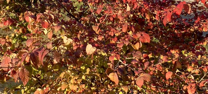 大手毬のtwitterイラスト検索結果