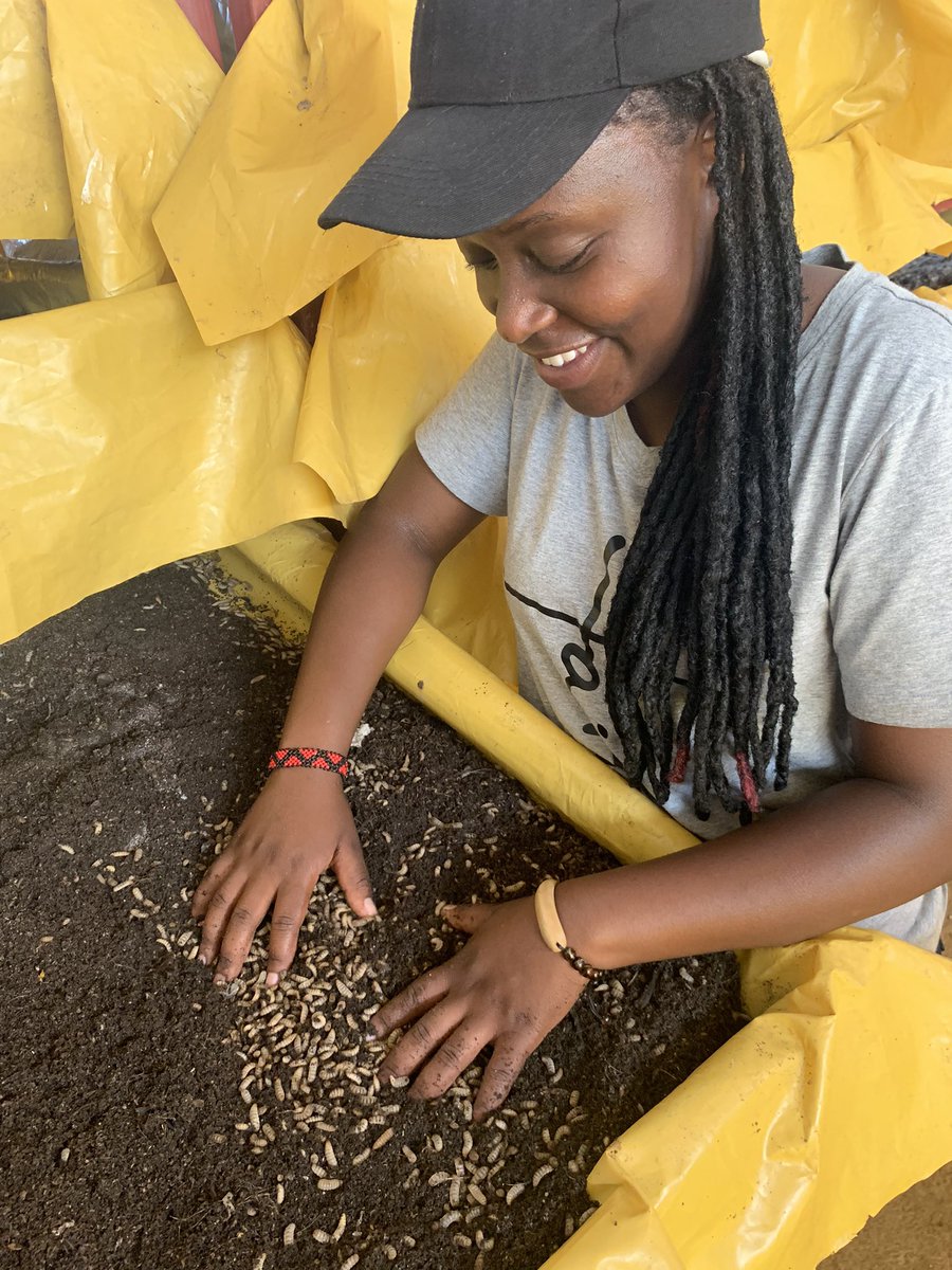 SangwaSifa's tweet photo. #HappySunday, Farmers. 

Black soldier flies-maggots are a promising alternative source of protein for your livestock. 

Interested? You should visit @Ndi_Walker and learn more. https://t.co/e8KH26KX7x
