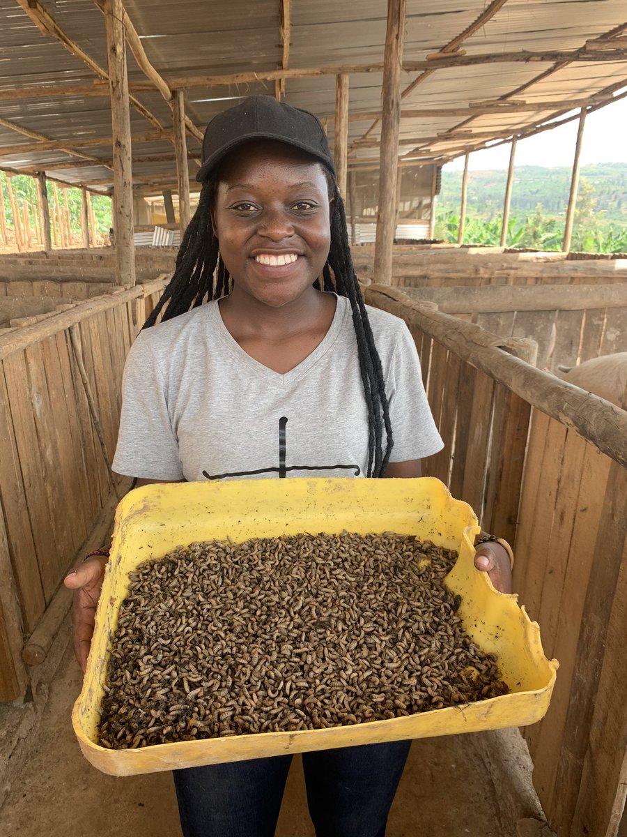 SangwaSifa's tweet photo. #HappySunday, Farmers. 

Black soldier flies-maggots are a promising alternative source of protein for your livestock. 

Interested? You should visit @Ndi_Walker and learn more. https://t.co/e8KH26KX7x