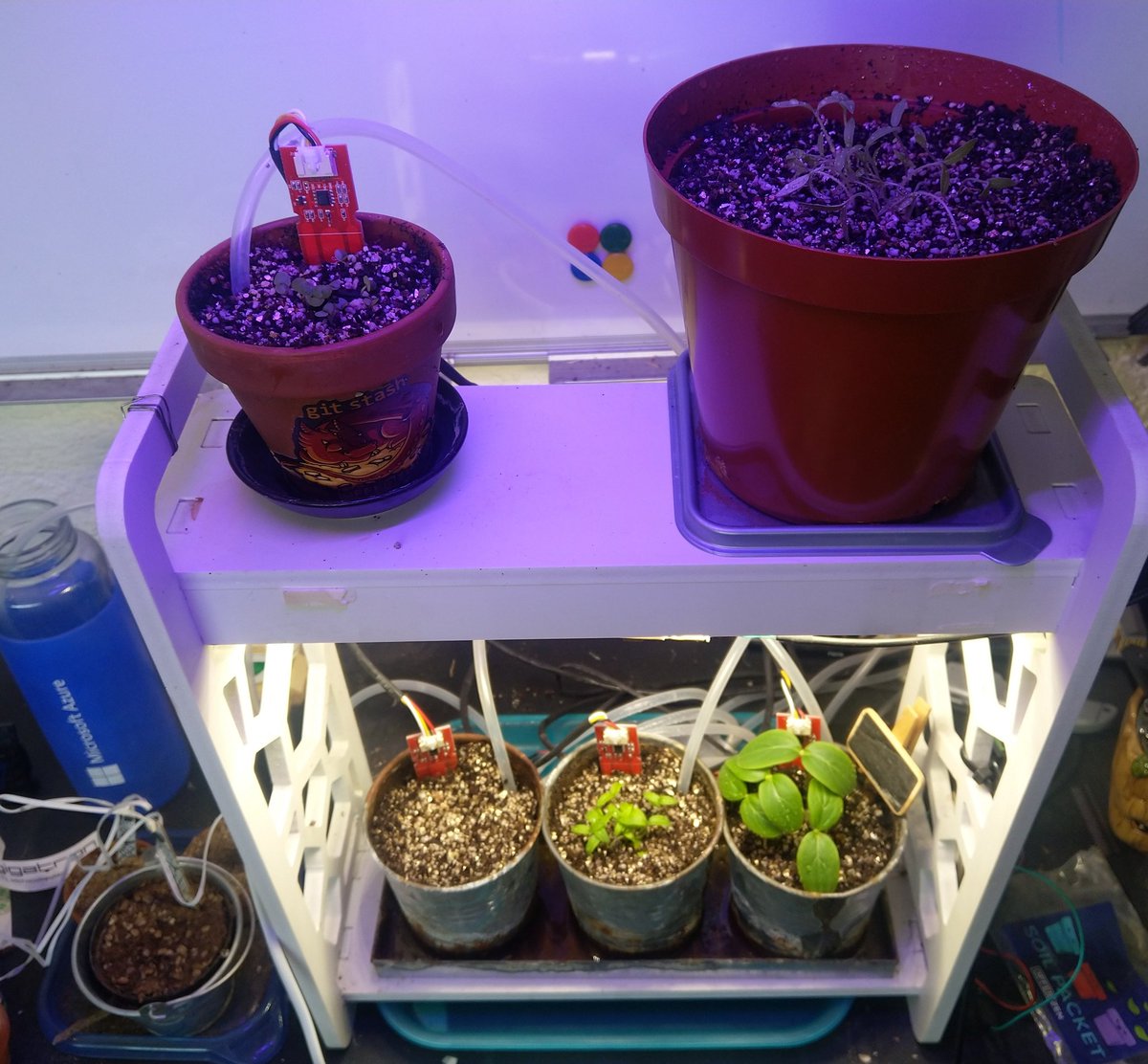 adpead's tweet photo. The #growlab is back to producing seedlings for the home farm 😎😎 including some more @OfferZen basil. #iot #sustainability https://t.co/E8HTYcB1O1