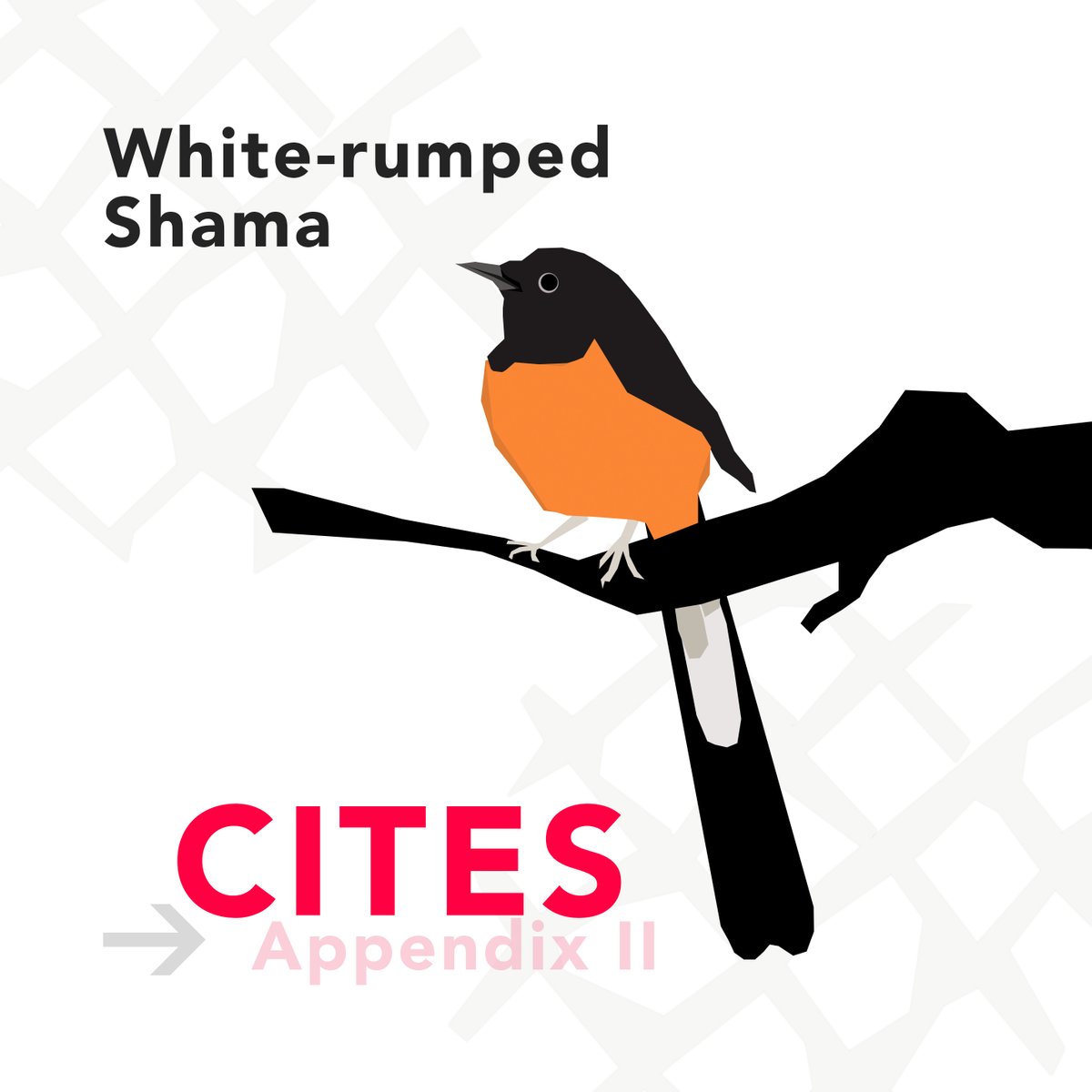 1/3 White-rumped Shama is proposed for inclusion in #CITES App II this year. 
It has a wide distribution across Asia. The male song includes loud whistles, flute-like melodious notes and sometimes mimicry of other songbirds, making them popular in bird singing competitions.