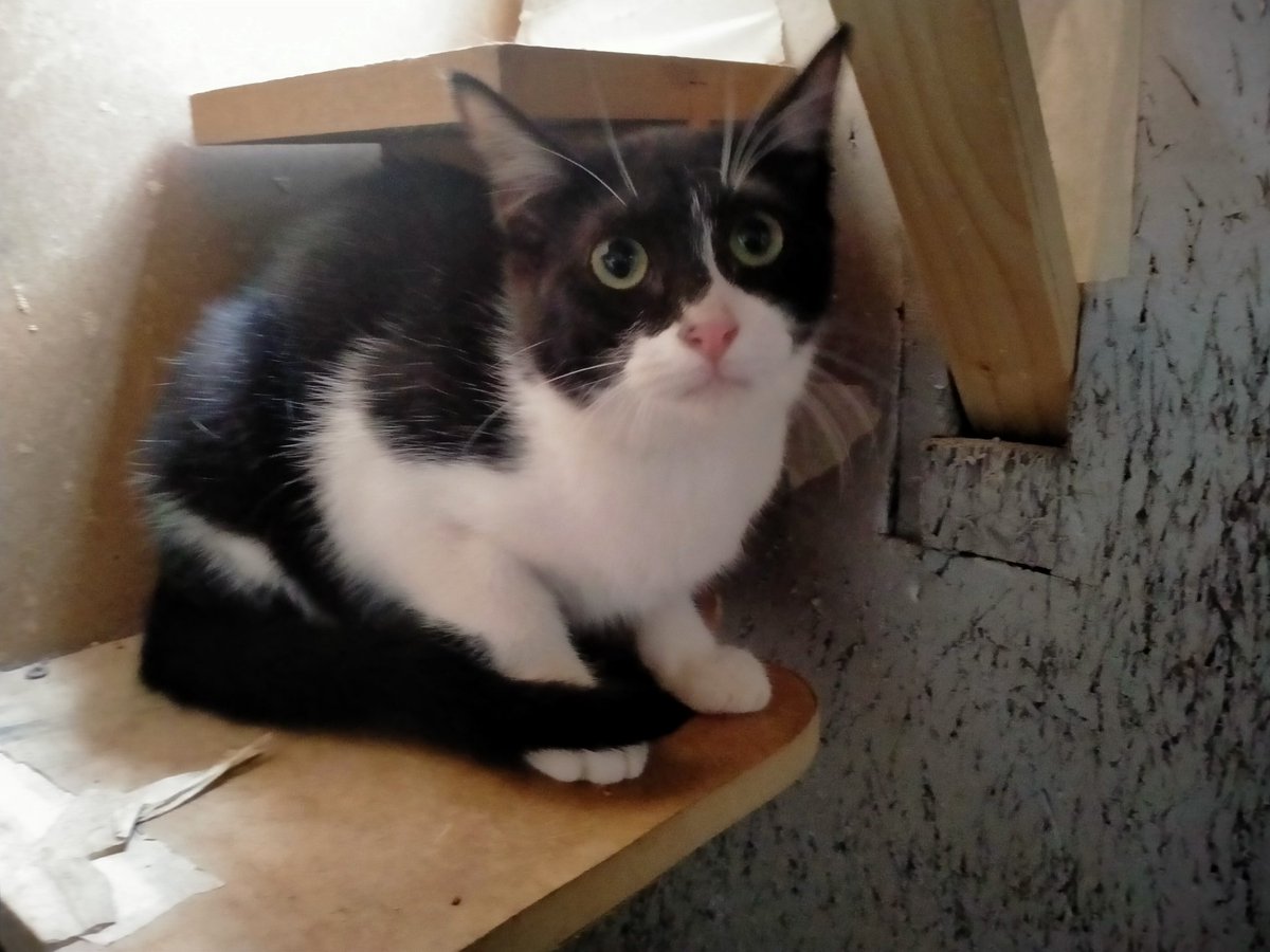 Solopar53137293's tweet photo. #Balaguer #Lleida #XarxaBarcelonaAdopcions #XarxaCatalunyaAdopcions  Aquests dues 🐱🐱💞💞  busquen #adopcionresponsable  Tenen tres mesos i poc, t'animes? Es diuen per ordre de dreta a esquerra; Cotó i Cupcake.  Contacte per DM:  @Avelimelis o jo mateixa https://t.co/EQfHteOmeh