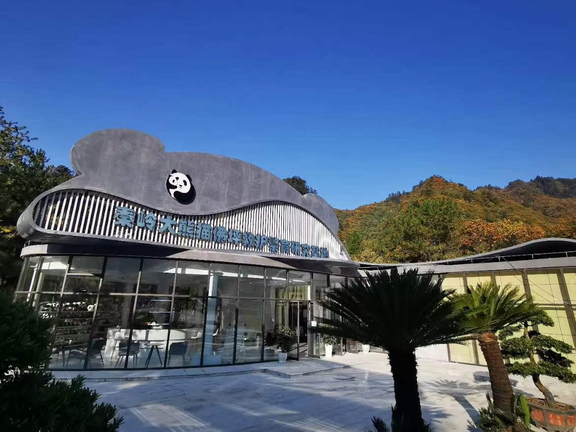 shanghaidaily's tweet image. The captive breeding #pandas in northwest China&apos;s #Shaanxi Province have a new home, the #Foping Rescue, Breeding and Research Base of #Qinling Giant Panda, or simply Foping Panda Base. shine.cn/news/nation/22…