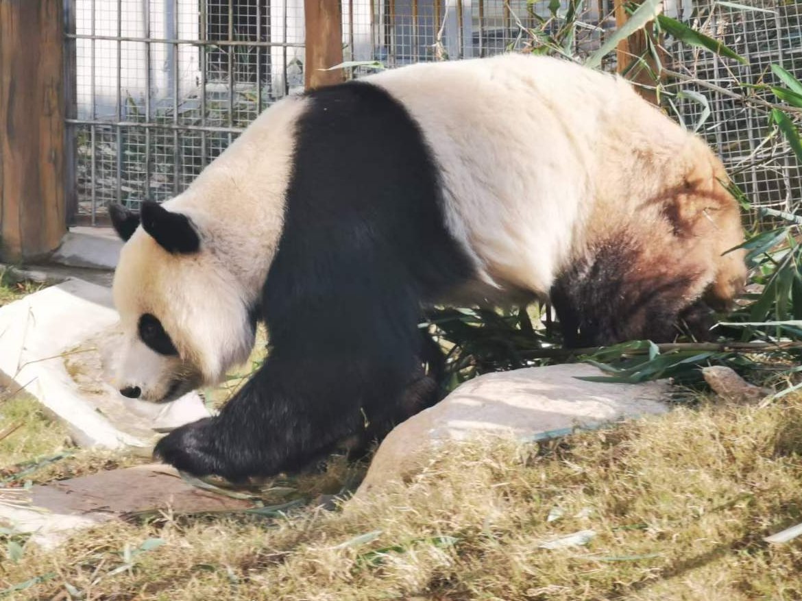 shanghaidaily's tweet image. The captive breeding #pandas in northwest China&apos;s #Shaanxi Province have a new home, the #Foping Rescue, Breeding and Research Base of #Qinling Giant Panda, or simply Foping Panda Base. shine.cn/news/nation/22…
