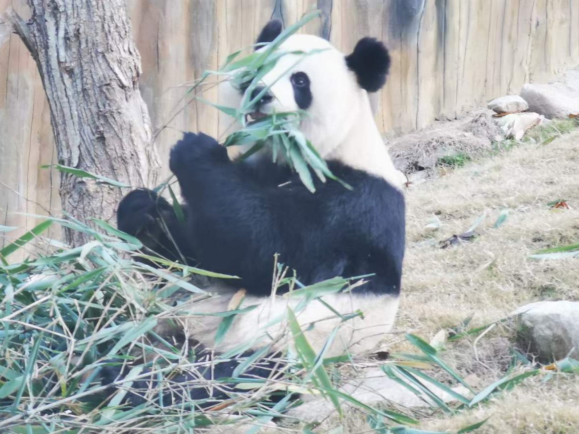 Shanghai Daily On Twitter The Captive Breeding Pandas In Northwest Shanghai Daily On Twitter The Captive Breeding Pandas In Northwest