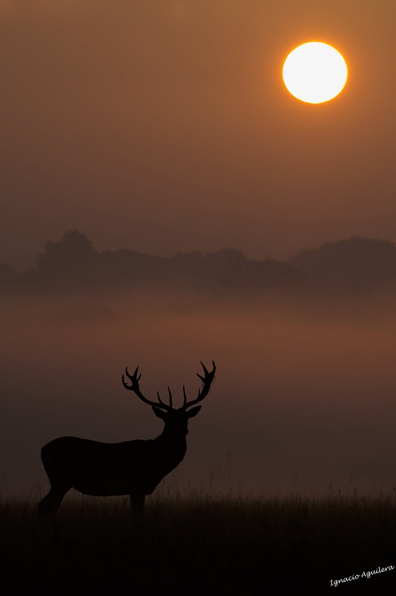 Fairy tale sunrise

#wildlifephotography #nikon #richmondpark #deer #deerphotography #ruttingseason #london #BBCWildlifePOTD