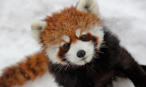 RedPandaEveryHr's tweet photo. https://t.co/bz4qh0s08U