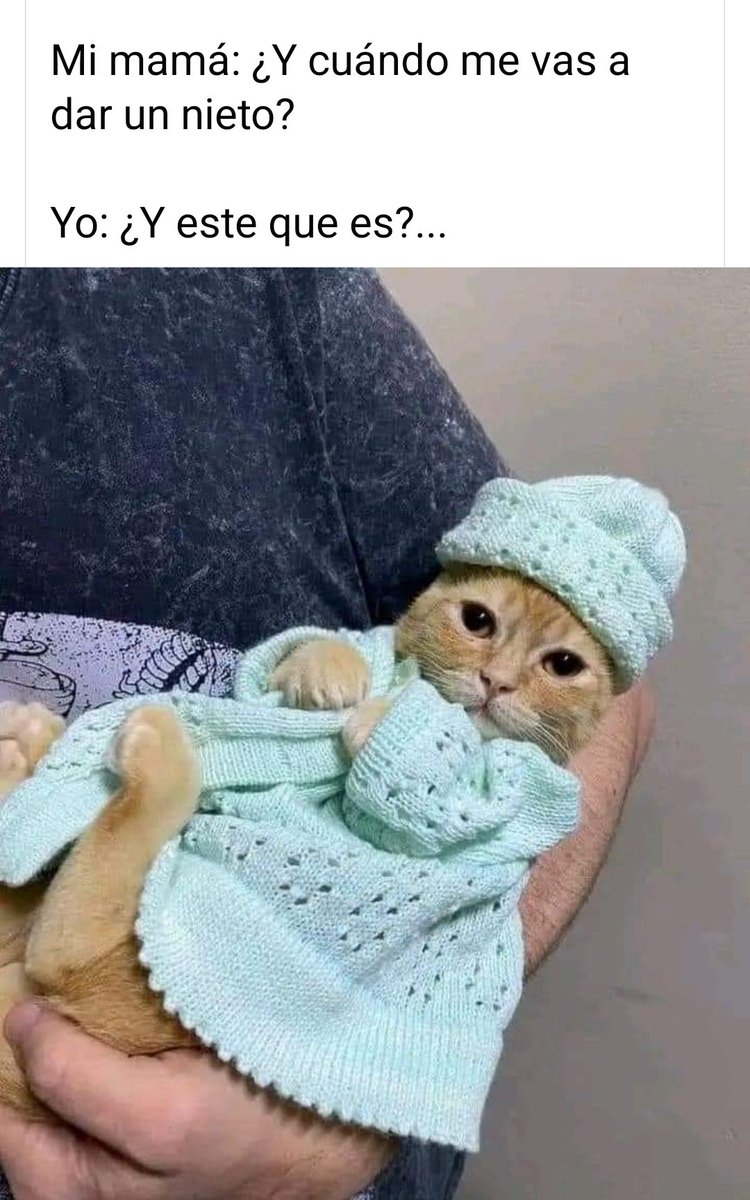 Maggifano's tweet photo. @atr_ahre Tengo 4 gatos y son mis niños..y si a Karen no le gusta q siga con su cabeza cuadrada y q ni duerma por el comentario.  Yo feliz con mis 4 loquitos.. https://t.co/9H56CtEeTs