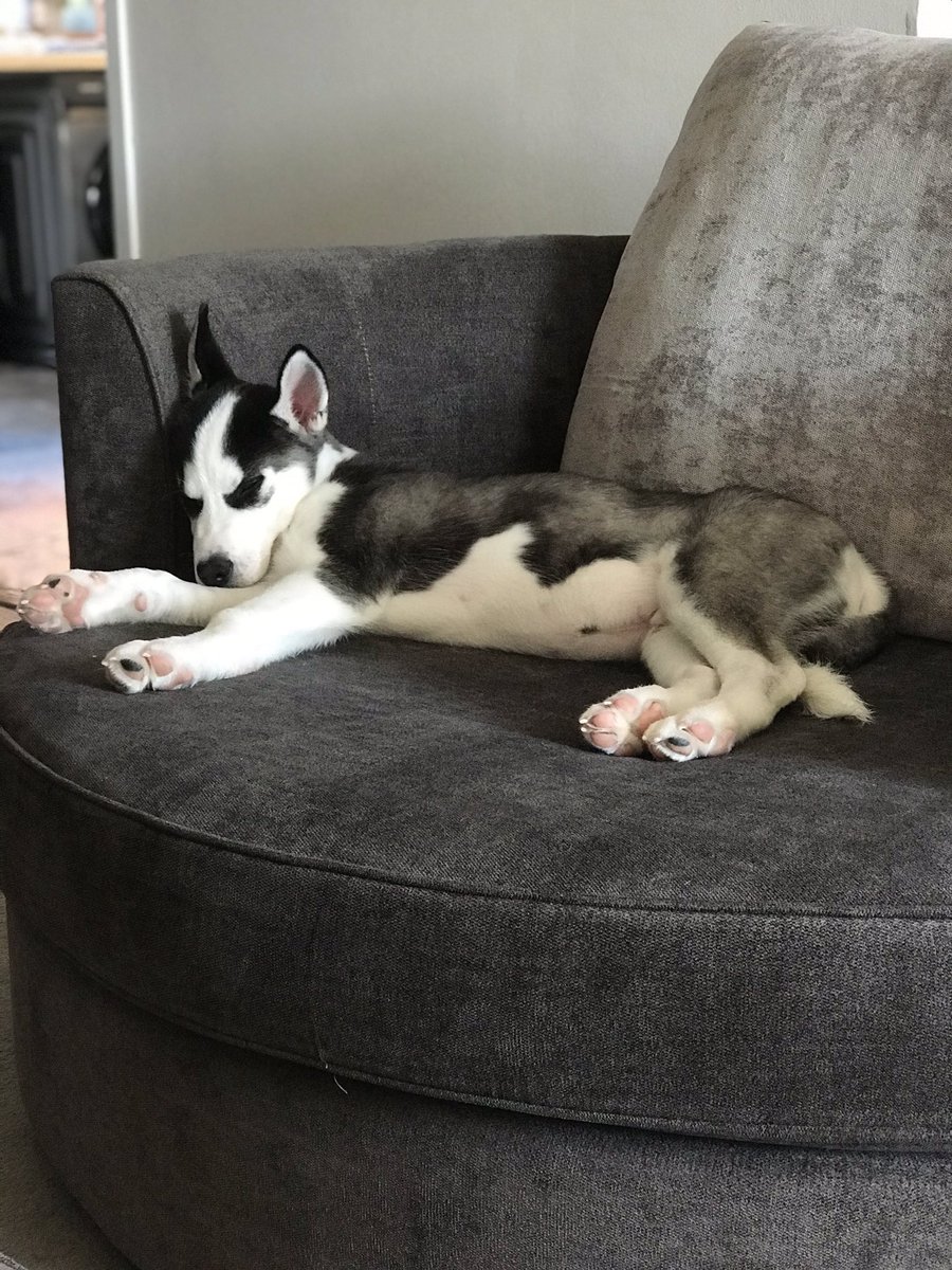 AtelierOni's tweet photo. Pupper update, he is now just over 12 weeks, he is L A R G E.

All vaccines just one more week and we can take him on his first walk 😊

In the meantime here’s some pics and his first tantrum lmao. https://t.co/4XZCpBpMUl