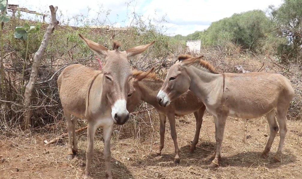 DONKEYS are the FACE of communities living in ASALS.

They transport WATER from water-points to homesteads.

They fetch FIREWOODS from farms/ forests to homesteads.

They deliver MERCHANDISE to the markets.

THEY DESERVE DIGNITY.