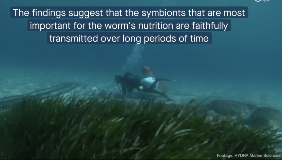 NicoleDubilier's tweet photo. Check out the video embedded in the paper with footage from Hydra Marine Sciences showing how we collect our gutless marine worms
https://t.co/CEfAtMFNqI https://t.co/odbPdn88HB