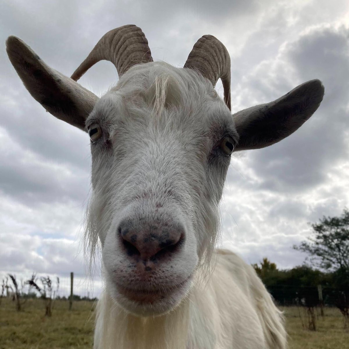 AtfCare's tweet photo. RISE &amp; SHINE! 🤩

Grab your wellies and waterproofs and visit our lovely Care Farm this weekend. Have a go at our Puzzling Pumpkin trail, see the animals, and explore the woodland!

Tickets to the Farm this weekend are just £3.30 with a donation or £3 without a donation! https://t.co/Wxanh9I9XG