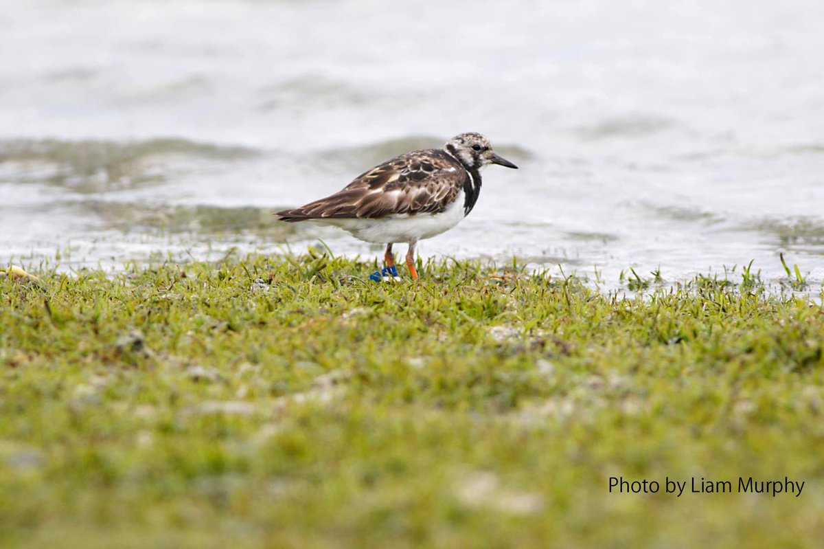 junhoso266's tweet photo. A Ruddy Turnstone flagged at Torinoumi Miyagi Pref. Japan was resighted in Lord Howe Island, Australia, on 9th October 2022 by Mr. Liam Murphy!
It's 7,900 km from our site, but it must have flown from the low Arctic region, so it must have been more than 10,000 km. https://t.co/gvQOUWf38n