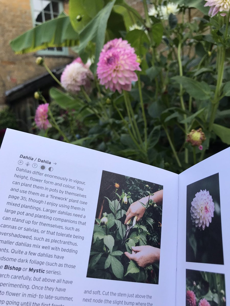 Seeing as how the rainy season has started perhaps it’s time to snuggle down with some gardening books. Do I have any recommendations, I hear you ask? 🤔 Well I don’t hear you ask but here’s one anyway