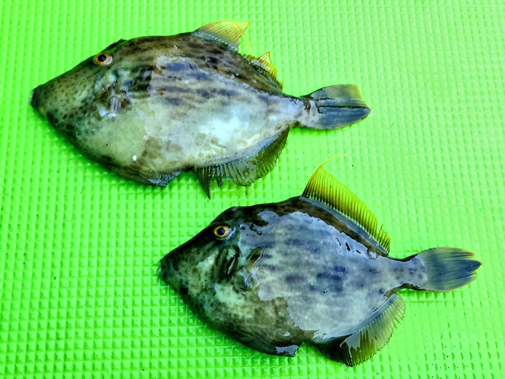 湾フグ釣り Twitter Search Twitter