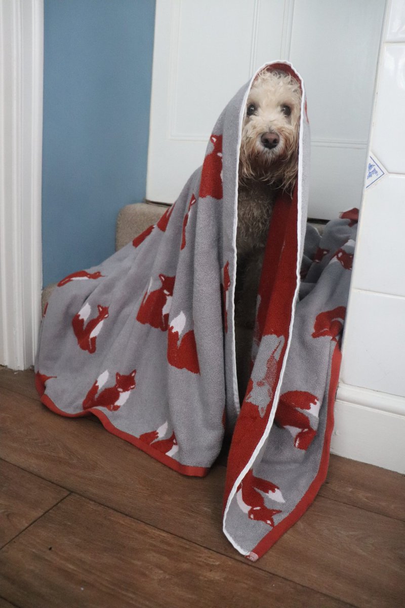 PumpkinMoonBear's tweet photo. We got caught in the rain 🌧️ Having a little towel dry.

#Dogs #dogsoftwitter #dogslife #Woof #Dog #dogsarelove https://t.co/v2UnFqxu3I