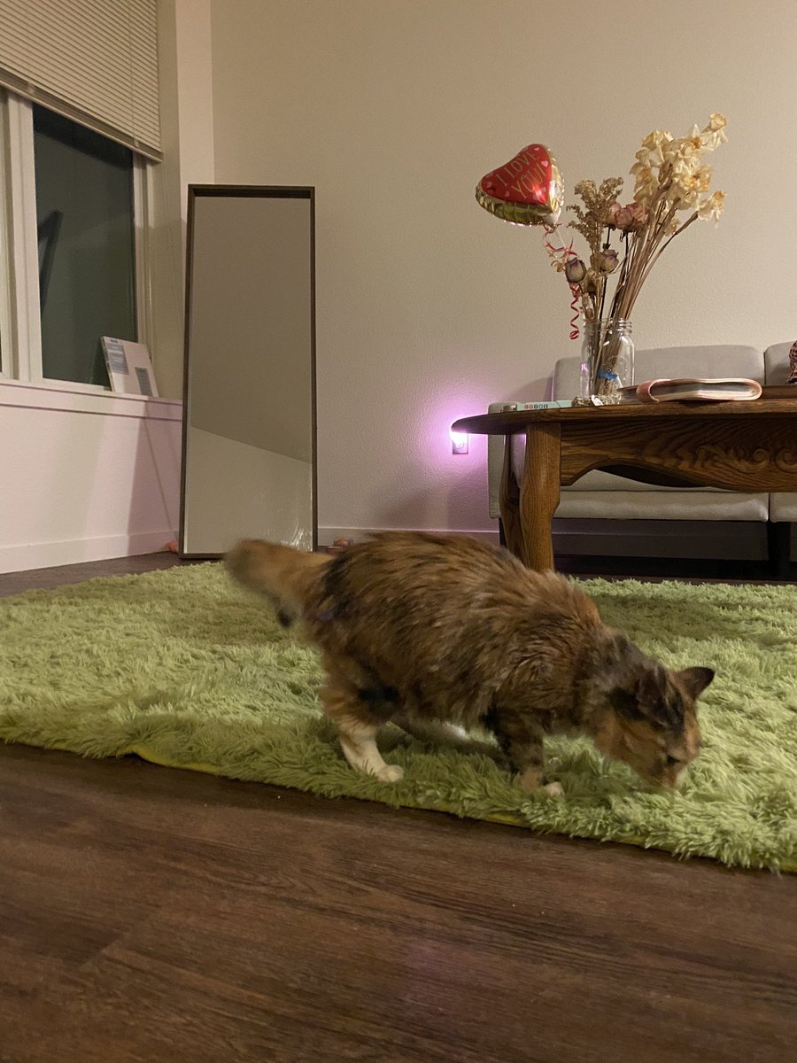 mari svel on Twitter "came back home after two weeks and i have a