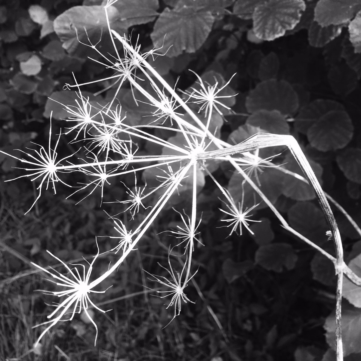 LeverArts's tweet image. Foraging for form
leverarts.org

#naturephotography #nature #architecturalform #architecturalforms #blackandwhitephotography #beauty #fireworks #buckminsterfuller #forage #inspiration #art #artists #research