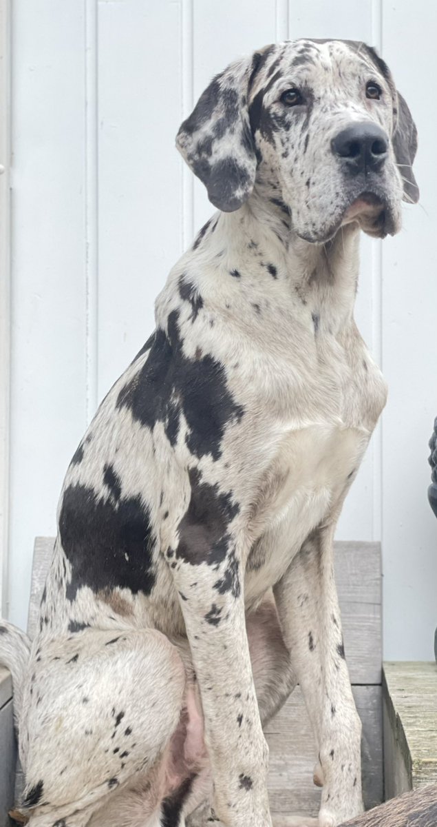 HappyDogsHorses's tweet photo. Pups worden snel groot bas en Guus alweer 10 maanden #dogs #goedevoeding #groeienzesnel https://t.co/o7mDFv08Hv
