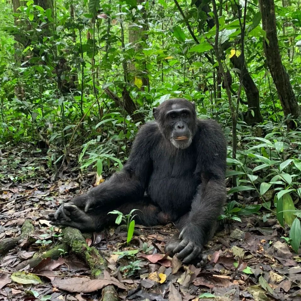 AllUgandaSafari's tweet photo. Enjoy your 3 Days Chimpanzee Trekking Safari in the, primate capital of the world, #Kibale Forest National Park. Embarking on #chimpanzee tour in #KibaleNationalPark
https://t.co/lYoHNX8R8M
#allugandasafaris #chimpanzeetrekking #primates #chimptracking #ugandaprimatestour #uganda https://t.co/6EQrbsKEmW