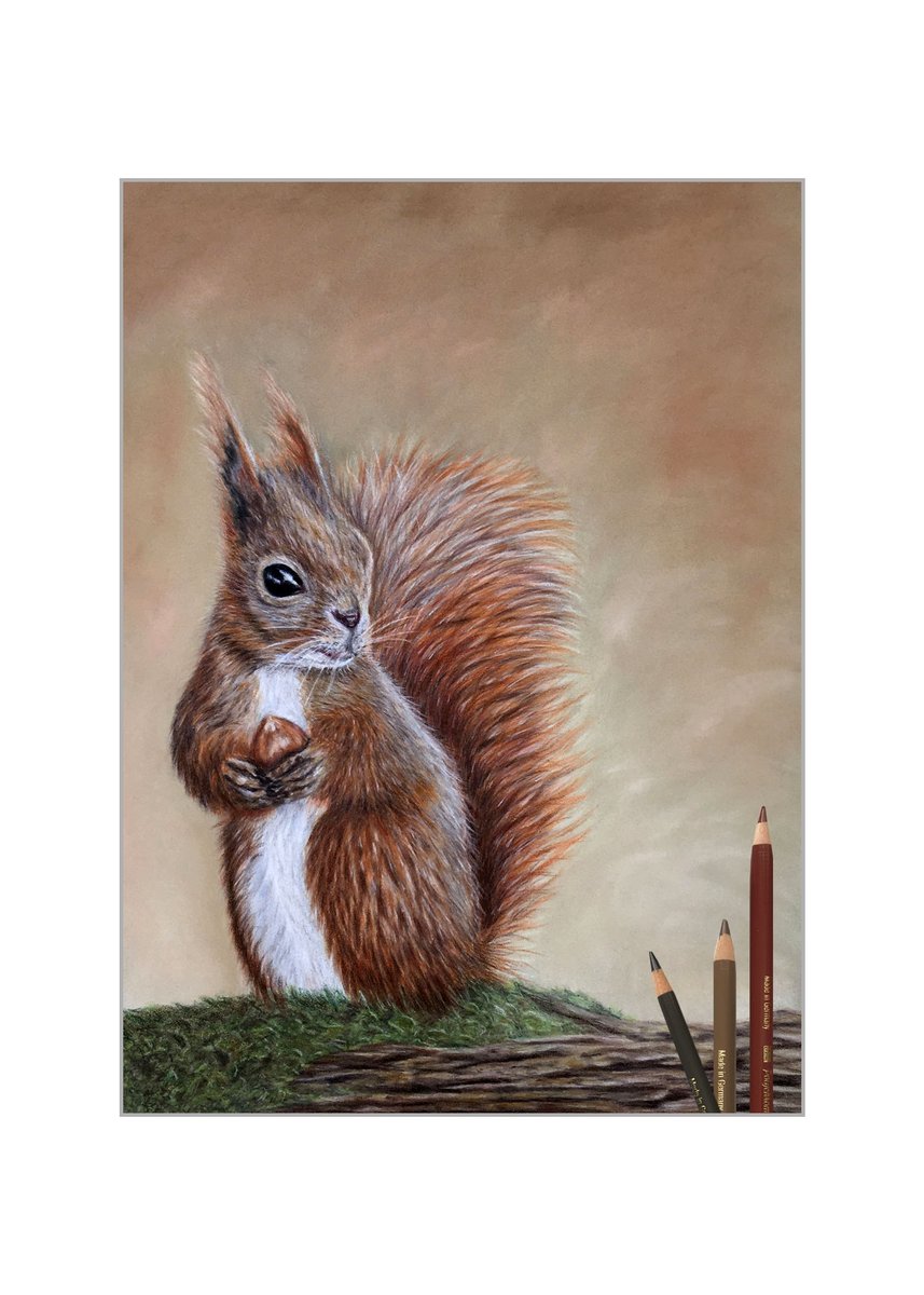 This is squirrel number two. Ref image from istockphoto. A4, grey Pastelmat. Pencils used Faber Castell Polychromos, Caran d’ache Luminance. Background pan pastels