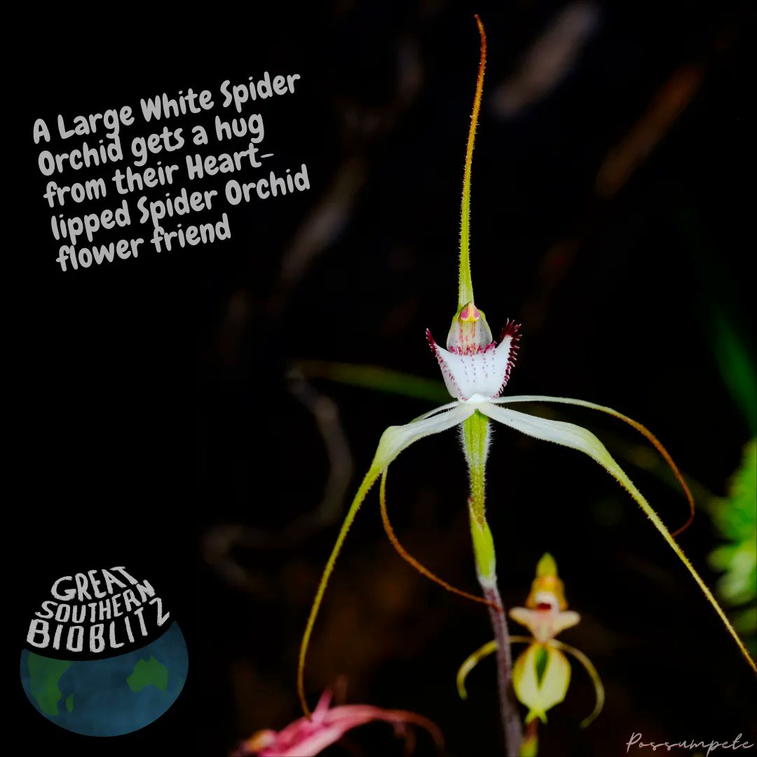 Less than one week until #GSB22 🌏 so don't forget to sign up and look out for events occurring in your area! 28th - 30th October 2022 📅

For more details check out buff.ly/3Nc73mF @gsbioblitz #gsb2022 #greatsouthernbioblitz
