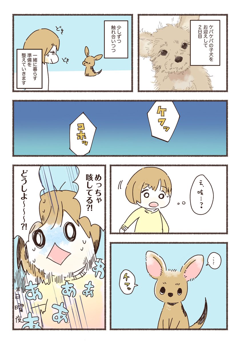 子犬をお迎えしたらすぐに風邪をひいた話🐶 