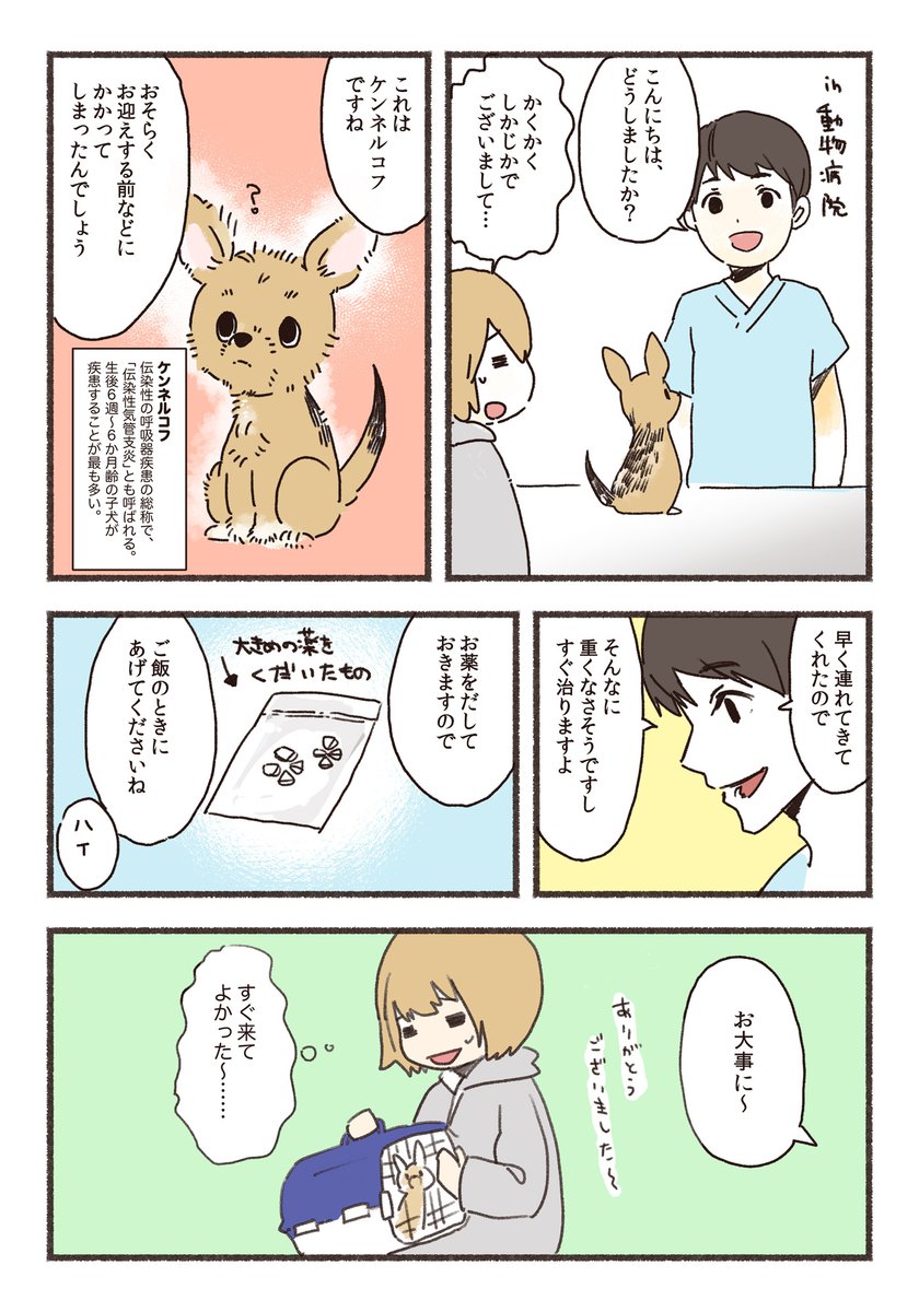 子犬をお迎えしたらすぐに風邪をひいた話🐶 