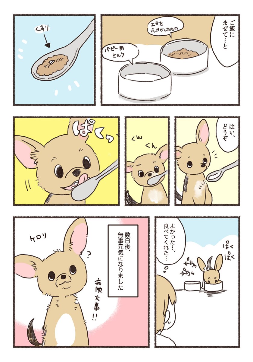 子犬をお迎えしたらすぐに風邪をひいた話🐶 