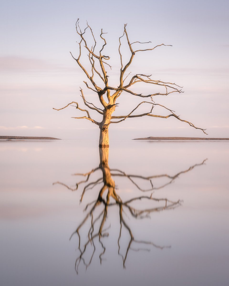 Jon Rees tweet media