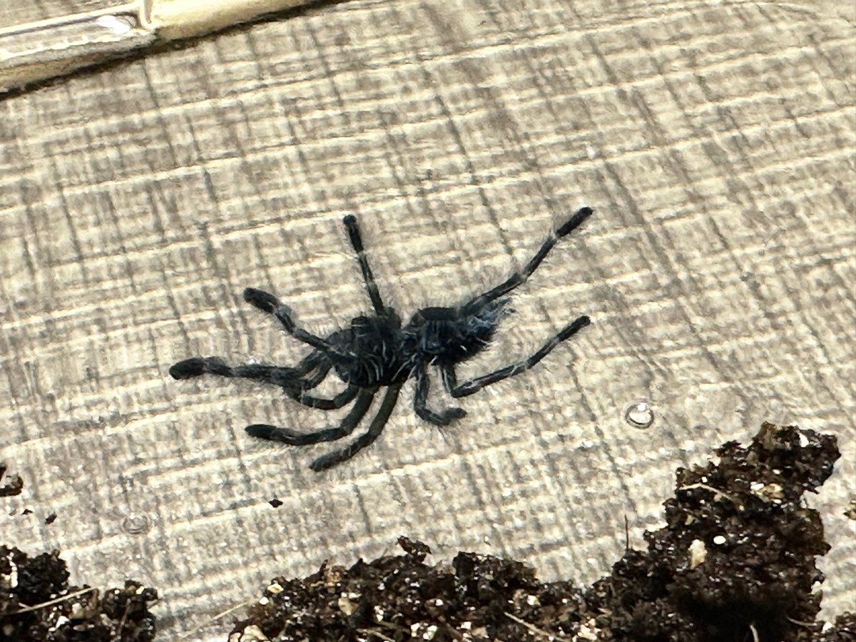 Rea_tarantula's tweet photo. 大阪ブラックアウト行って来ました！
やっぱりイベントはワクワクして良いですね笑
クレス、アンティルピンク、ガイアナピンクの3匹が新たに我が家に来ました！
……かわえぇ

#大阪BO #BLACKOUT https://t.co/TLvBhStXvP