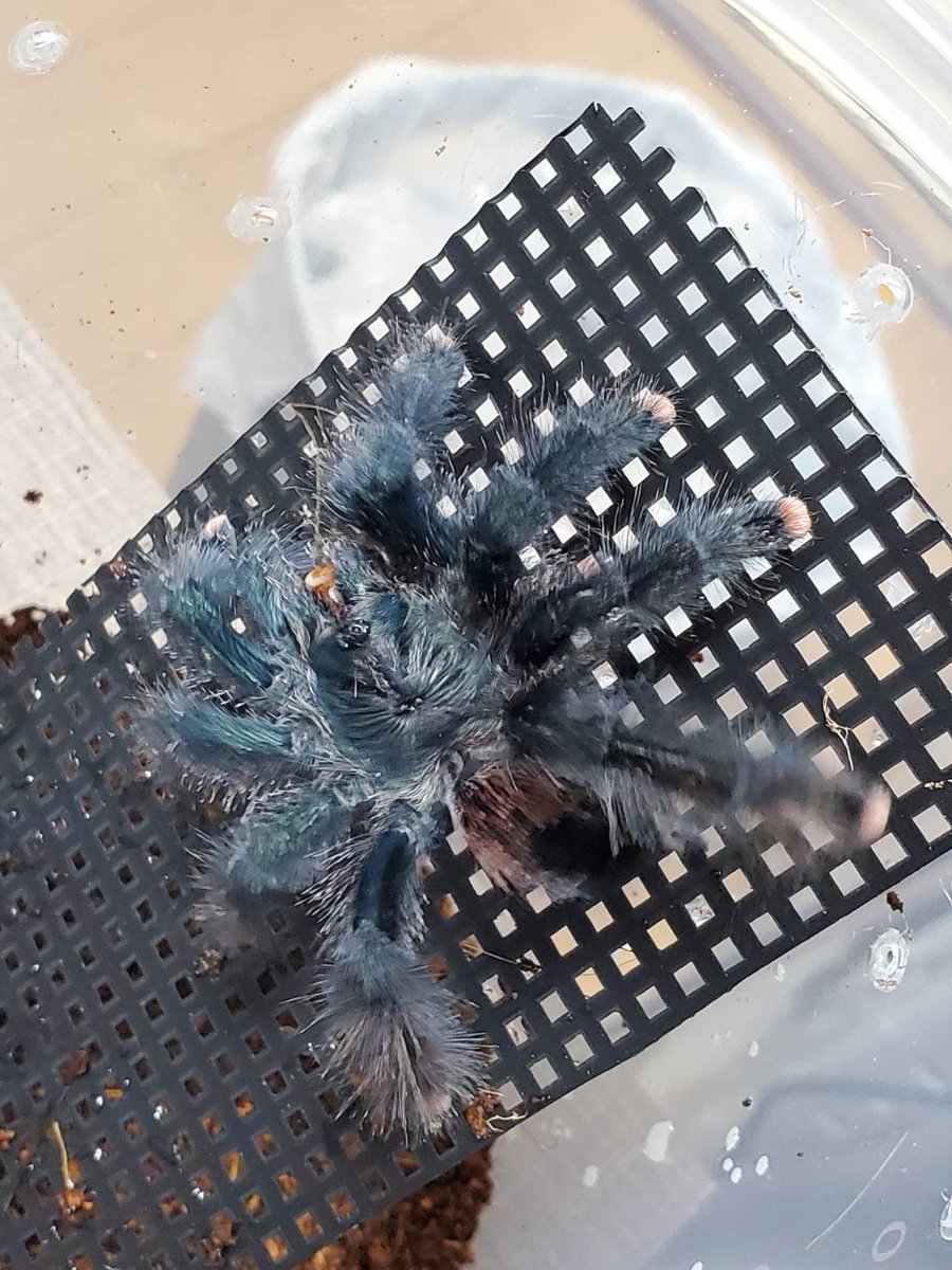 Rea_tarantula's tweet photo. 大阪ブラックアウト行って来ました！
やっぱりイベントはワクワクして良いですね笑
クレス、アンティルピンク、ガイアナピンクの3匹が新たに我が家に来ました！
……かわえぇ

#大阪BO #BLACKOUT https://t.co/TLvBhStXvP
