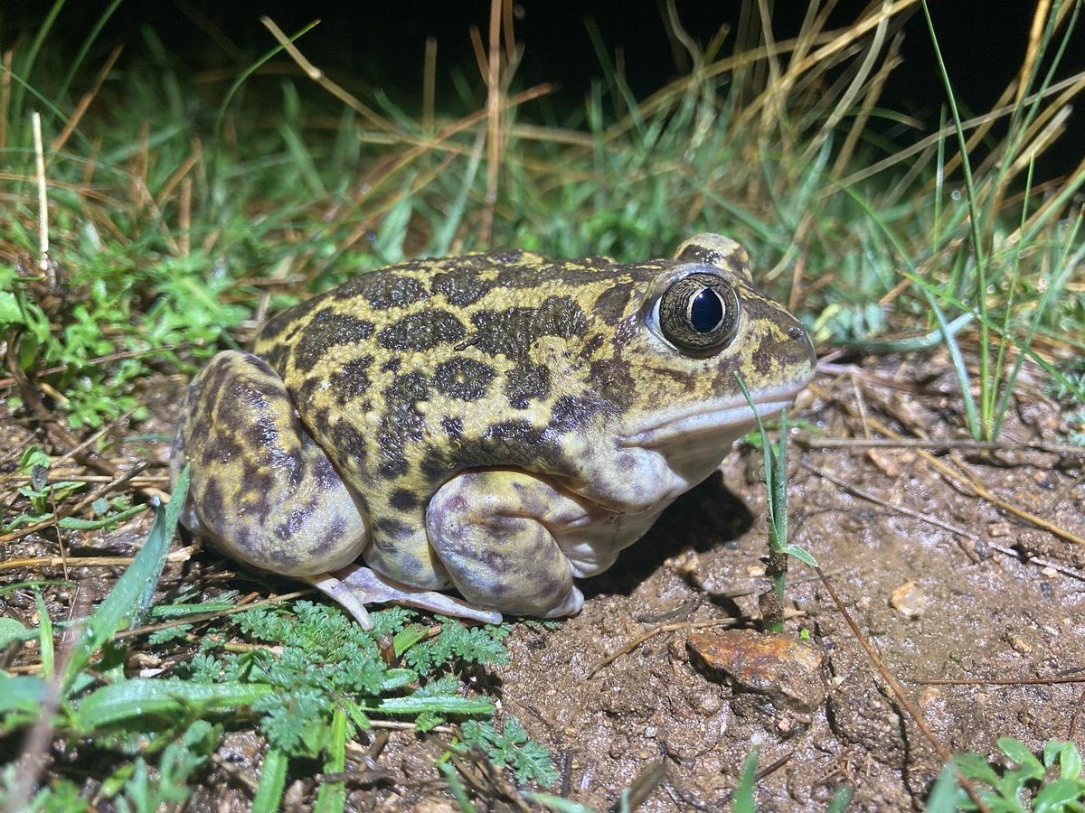 batracofistro's tweet photo. Si la vida te trae lluvia, sal a ver sapos 🐸 Cerrando muestreos para completar el atlas de anfibios de la Comunidad de Madrid con @Linternido https://t.co/EWsnSNPDJ3