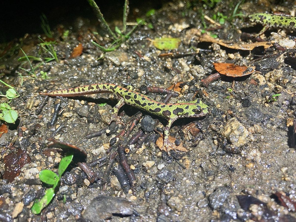 batracofistro's tweet photo. Si la vida te trae lluvia, sal a ver sapos 🐸 Cerrando muestreos para completar el atlas de anfibios de la Comunidad de Madrid con @Linternido https://t.co/EWsnSNPDJ3