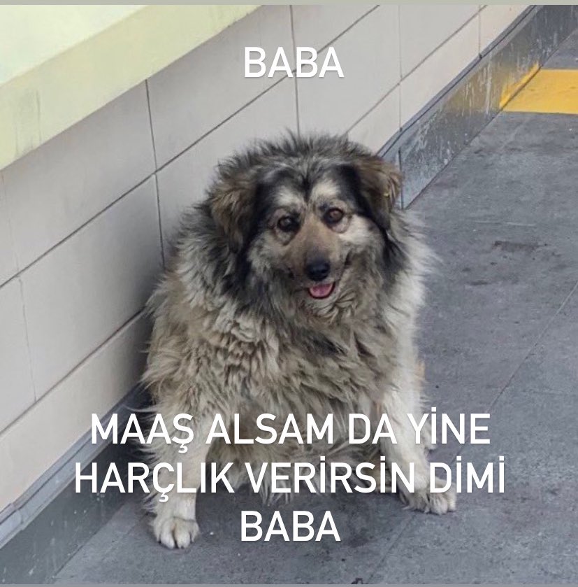 resulcanesedov's tweet photo. @ilookliketoxic bunu 2 dakikada sen mi belirledin knk https://t.co/ONzkMmKcC4