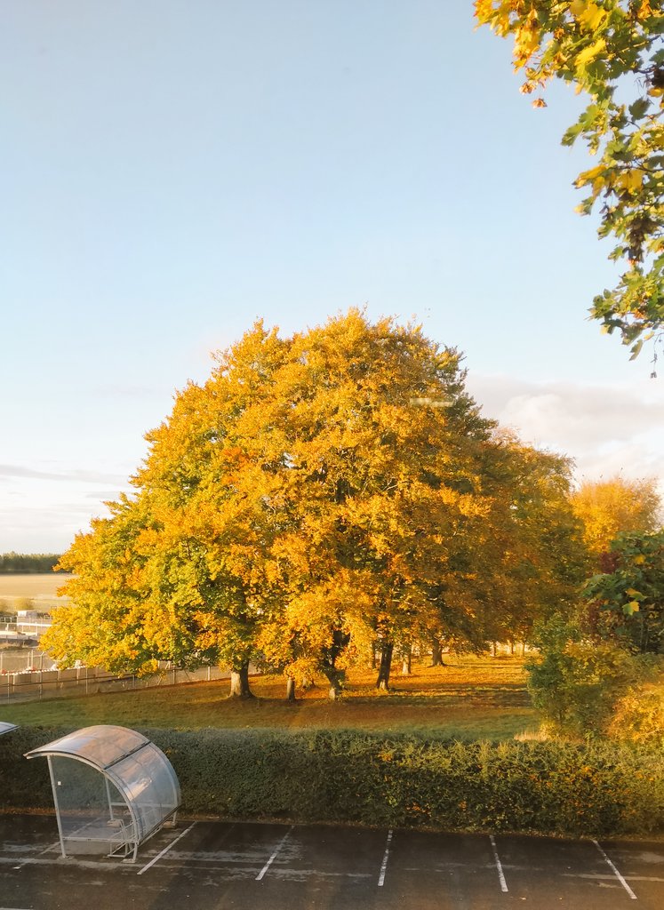 Ray of sunshine🌞 
#AutumnVibes #fallcolours