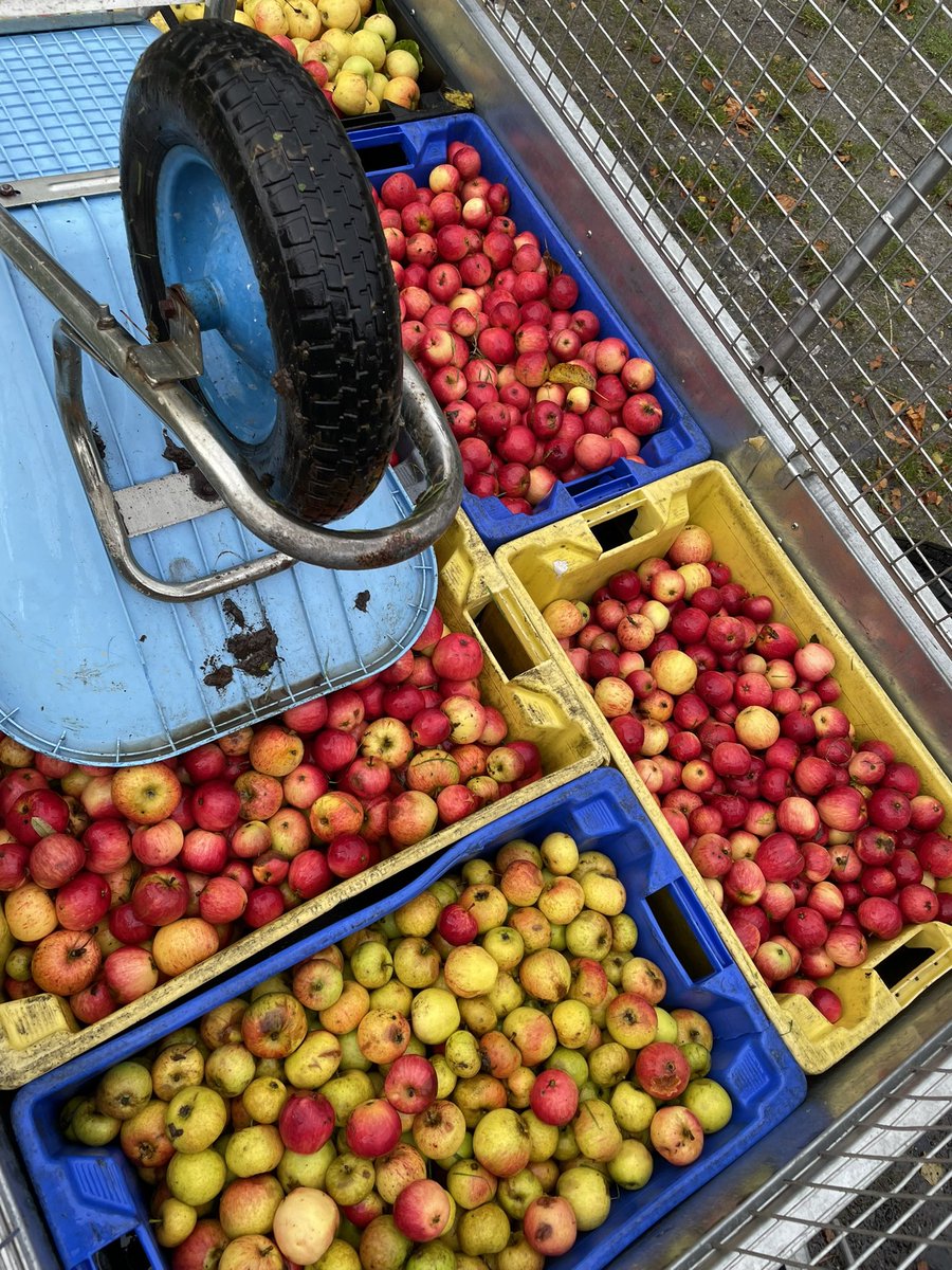 Apple harvest happening. A good but not great crop this year due to heavy necessary pruning last winter. Next year should see a marked improvement, as long as weather cooperates at appropriate times.