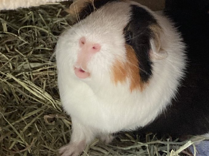 なんてかわいいんだ。 