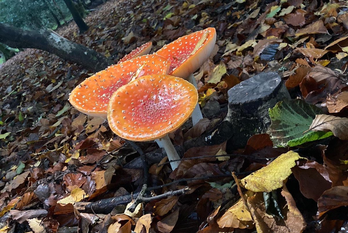 KarenDick's tweet photo. So yesterday we had a great walk in the #NewForest and introduced our Ukrainian friends to its beauty https://t.co/Elnz5bbl3K