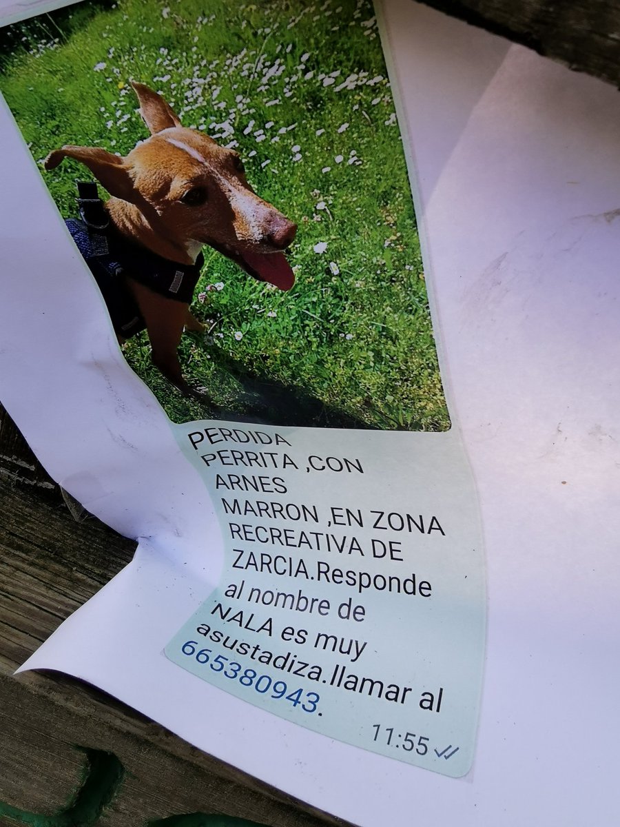 _hogaranimal's tweet photo. Perdida #zarcia #alarcia #valmala #Burgos https://t.co/CEg5tquTtv