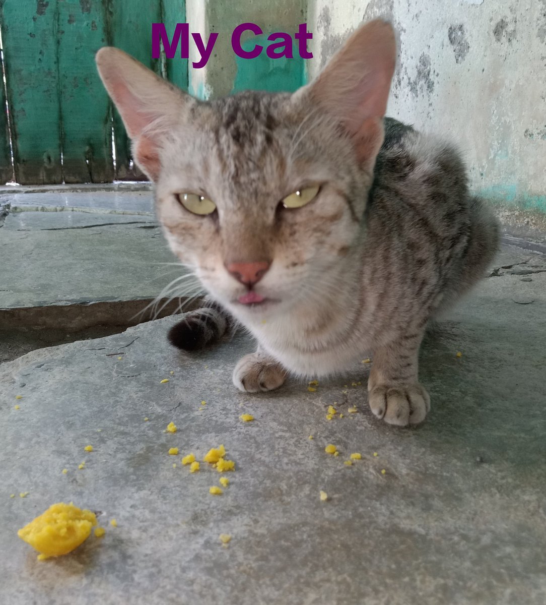 💞🐈🐈🐱My Cat 🐱🐈🐈💞