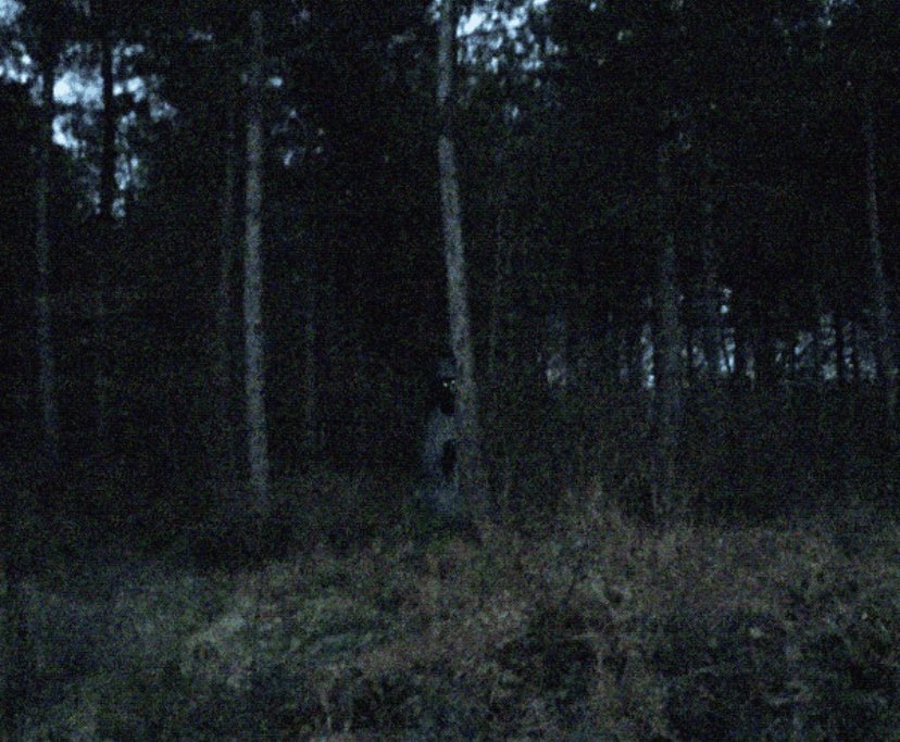 Currently uploading a whole new set of found footage horrors in honour of Mister Howl on my Patreon for spooky season. If you’ve yet to sign up, now’s a good time to indulge in some horror

patreon.com/twburgess