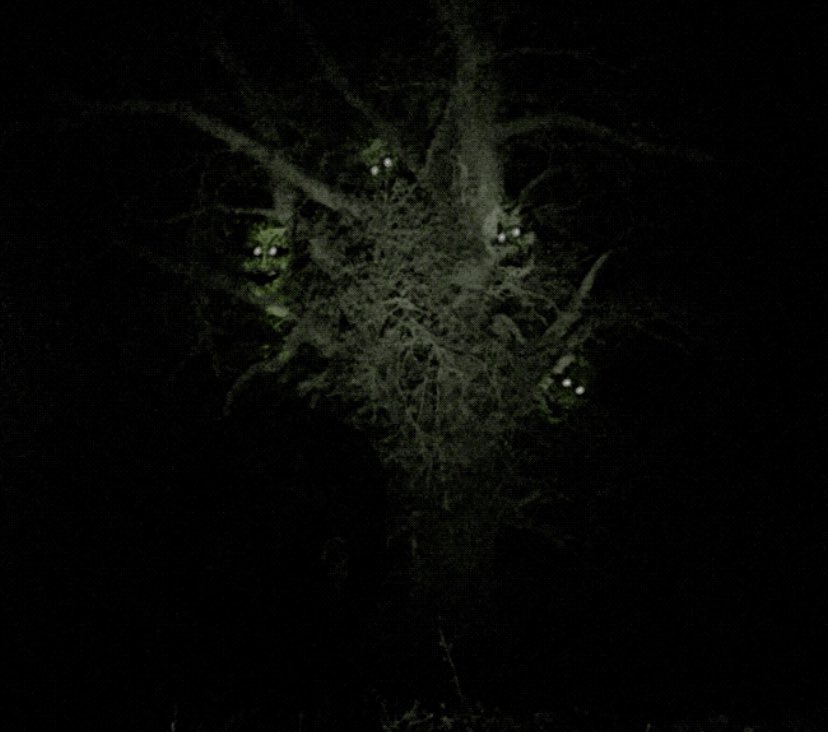 T.W. Burgess tweet media