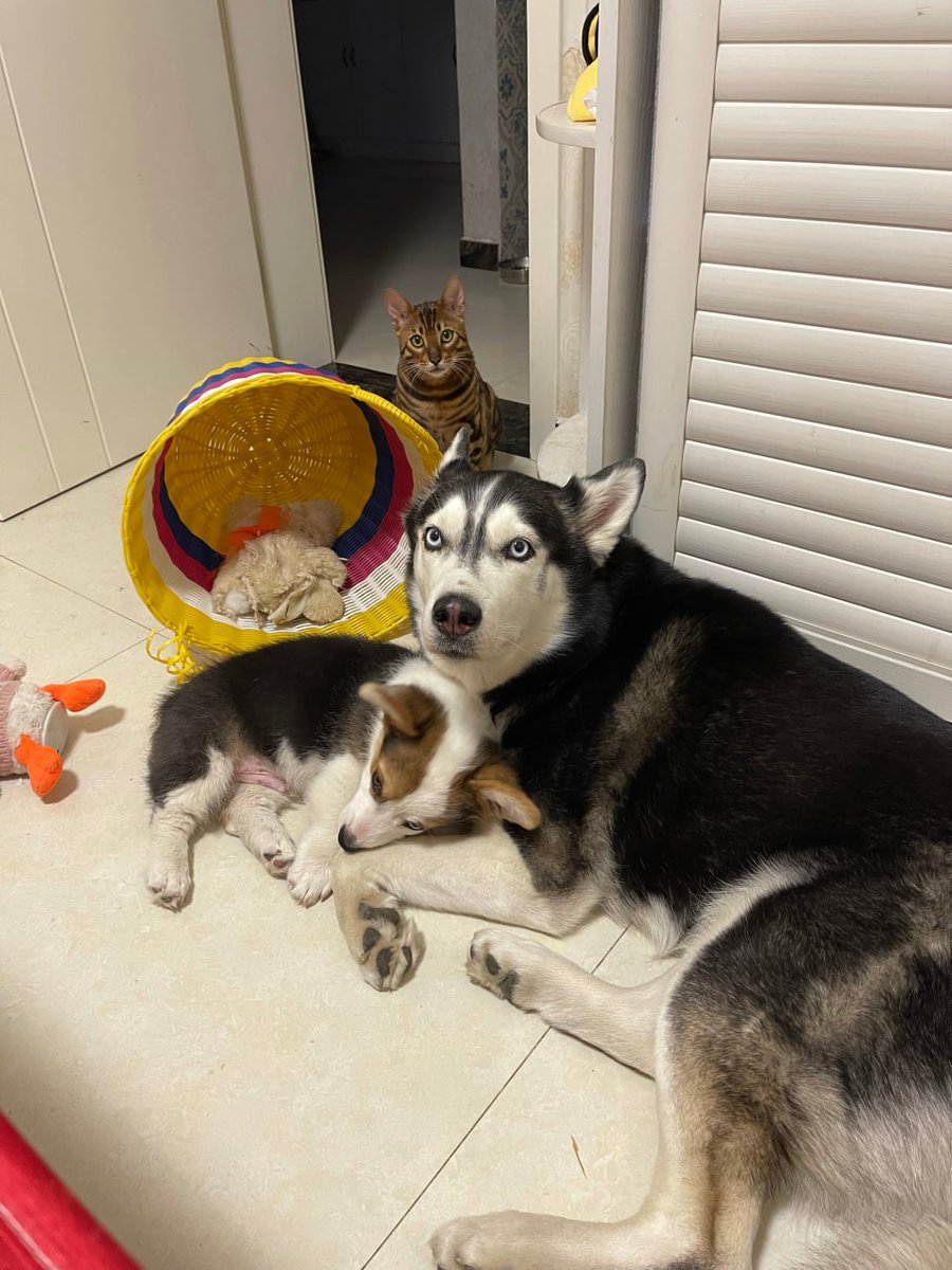 KassandaWilliam's tweet photo. look so adorable my dear little babies. https://t.co/40lfCjo1hU