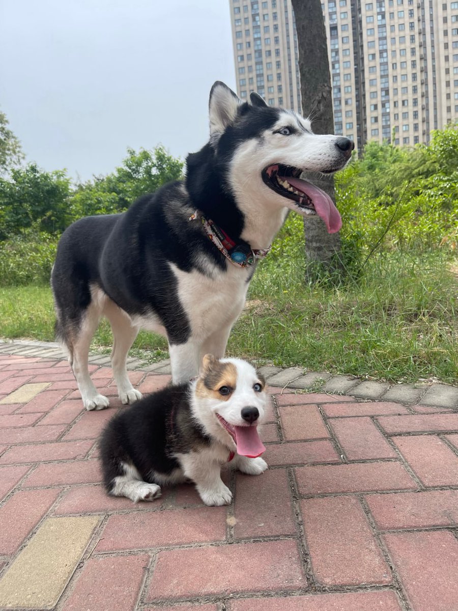 KassandaWilliam's tweet photo. look so adorable my dear little babies. https://t.co/40lfCjo1hU